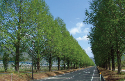 Highland of Makino Kogen