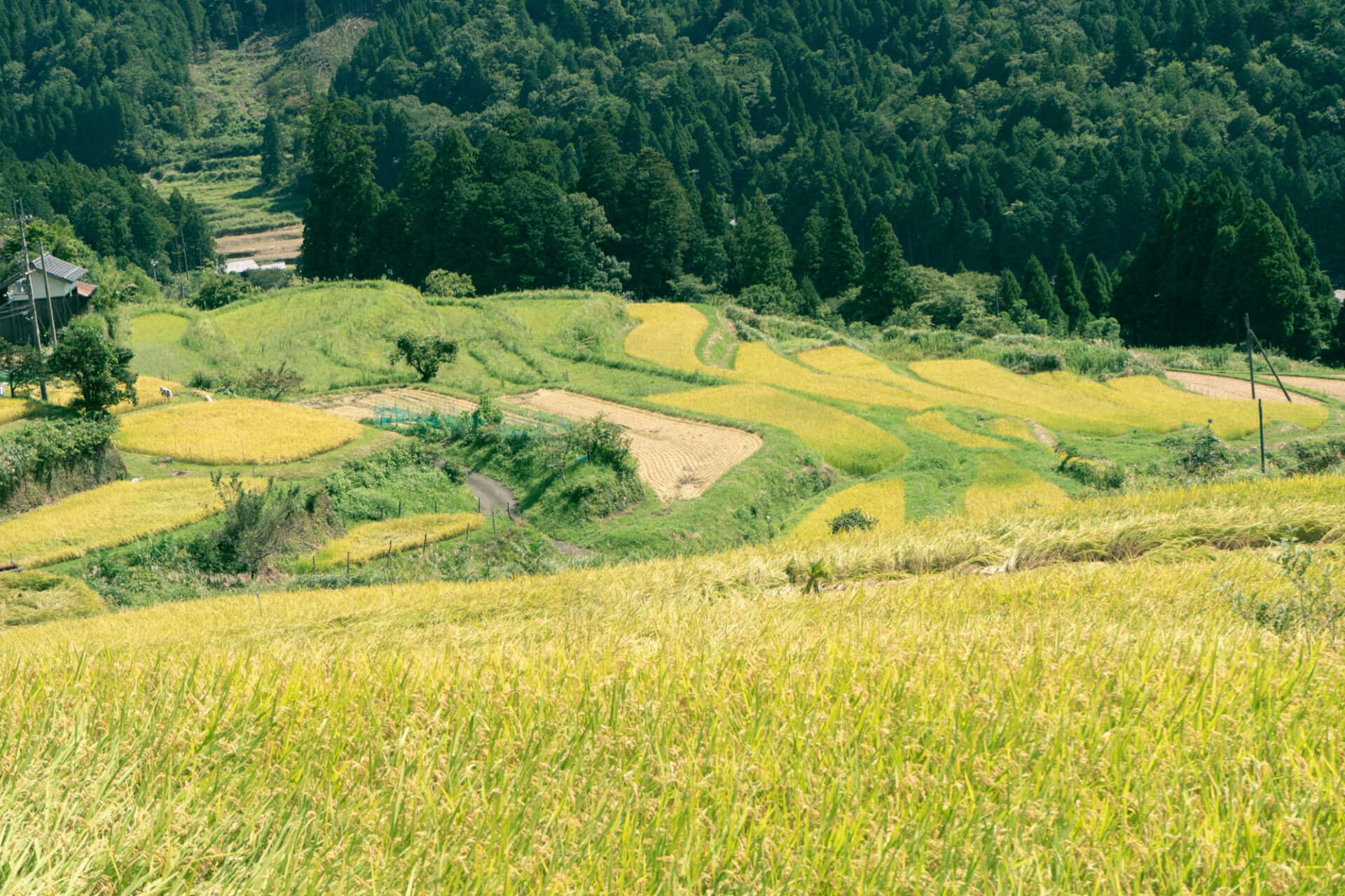 山麓に佇む原風景。アナログから贅沢を感じる「畑の棚田」 - 巡る滋賀
