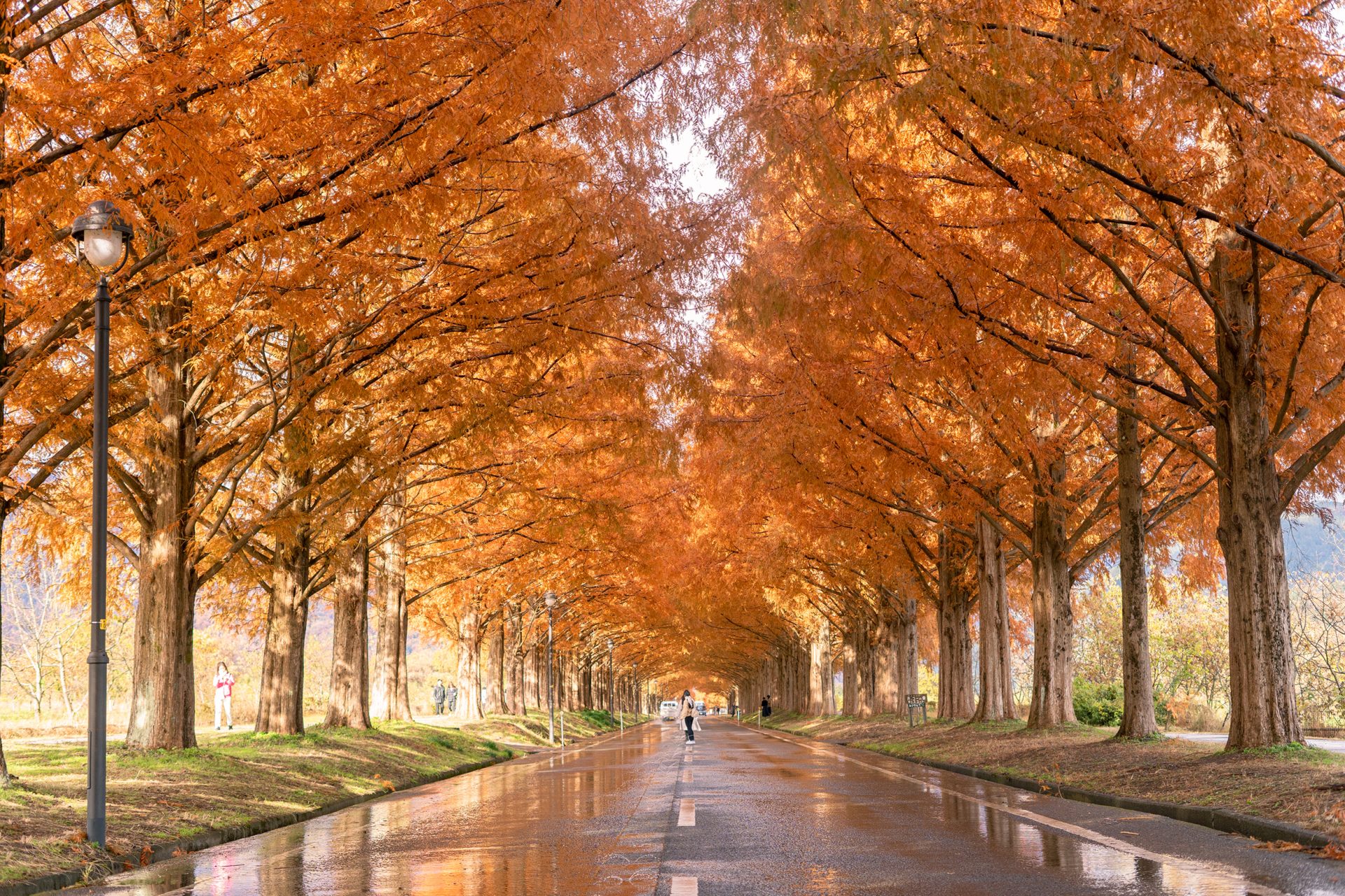 50 年月と季節を重ねて、地域とともに育まれたメタセコイア並木と